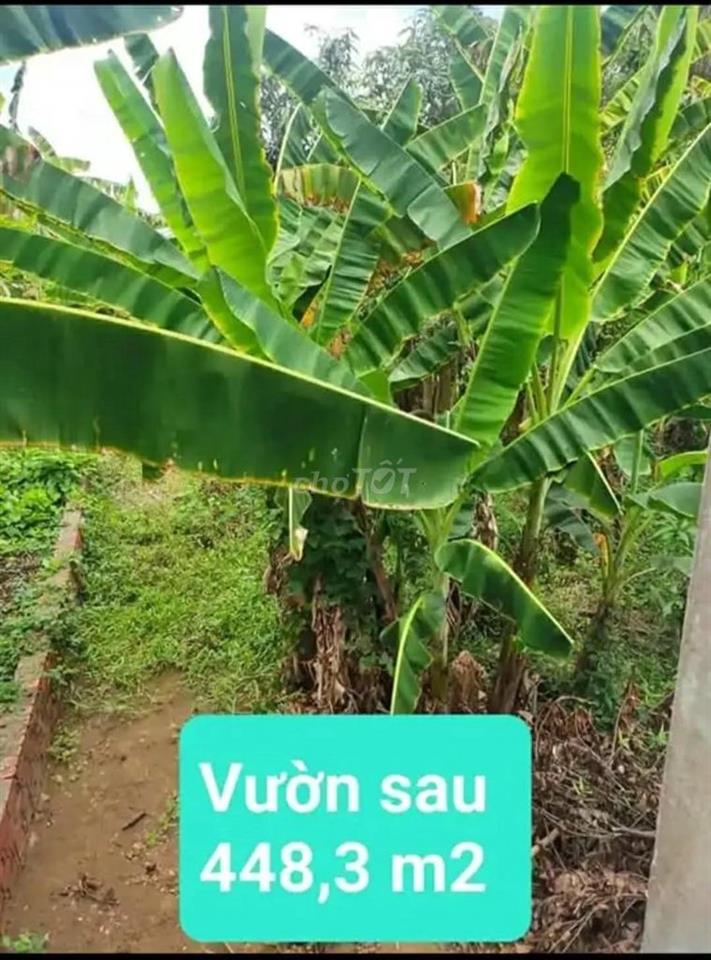CHÍNH CHỦ CẦN BÁN NHÀ + ĐẤT VƯỜN