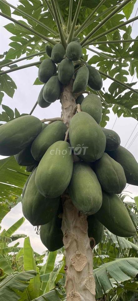 Bán đất View kênh