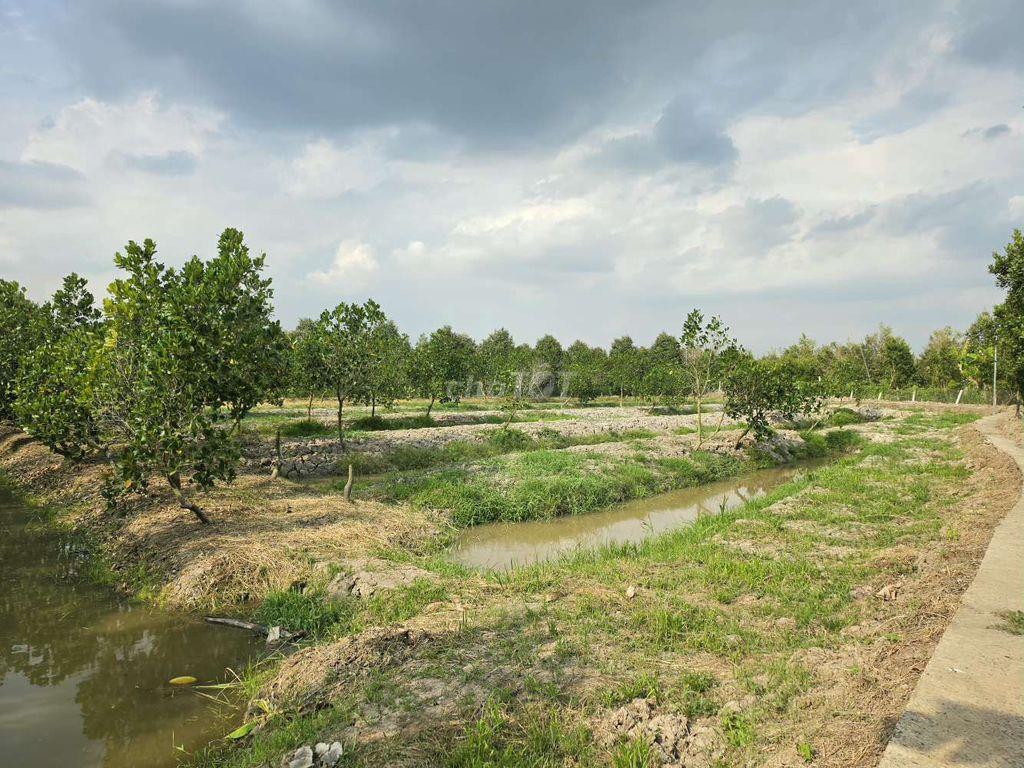 ĐẤT NHÀ VƯỜN 6300M²(N25×DÀI100) 410M²TC R XẺO CUI, TÂN THỚI PHONG ĐIỀN
