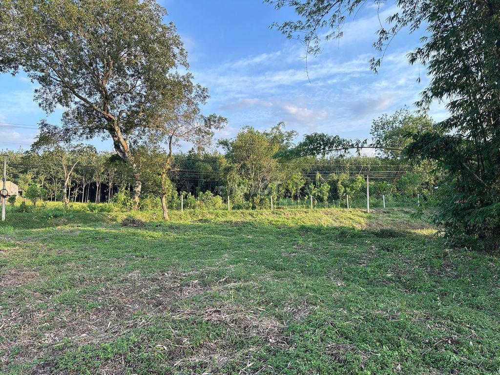 Chính chủ bán đất 250m²/lô có TC, mặt tiền nhựa, giá từ 350 triệu