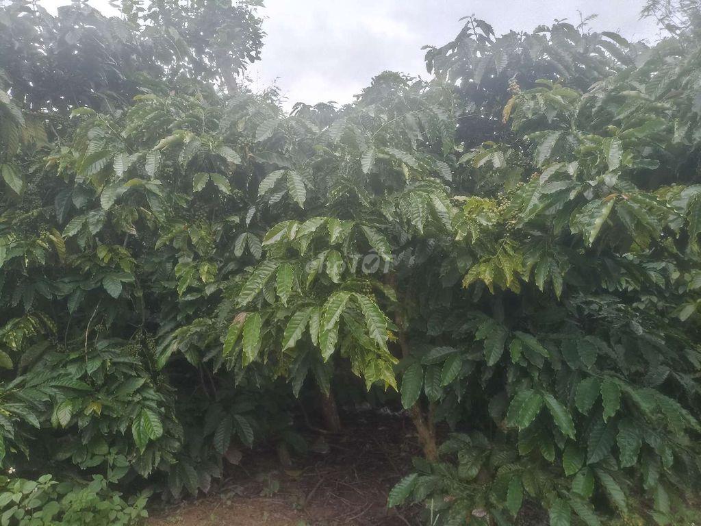 đất nông nghiệp