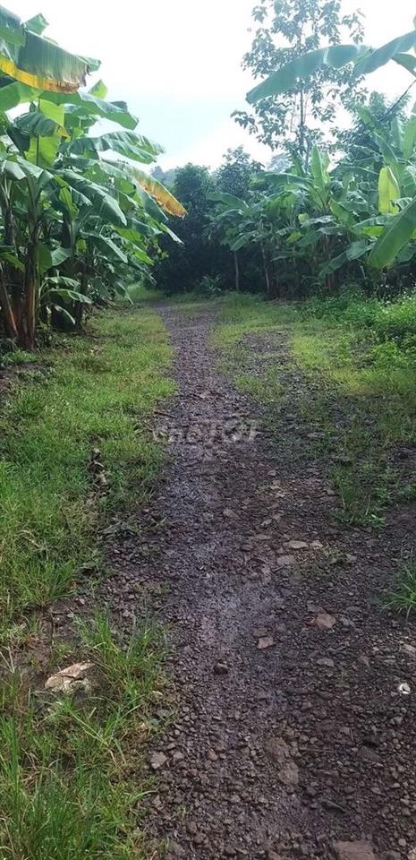 Đất cây lâu năm ngay nút lên cao tốc Dầu Giây thẳng vào 1km5