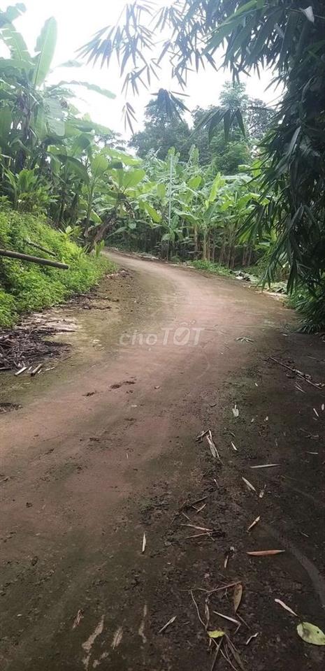 Đất cây lâu năm ngay nút lên cao tốc Dầu Giây thẳng vào 1km5
