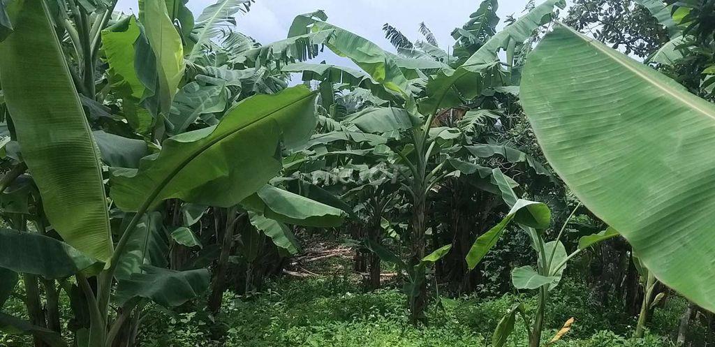 Đất cây lâu năm ngay nút lên cao tốc Dầu Giây thẳng vào 1km5