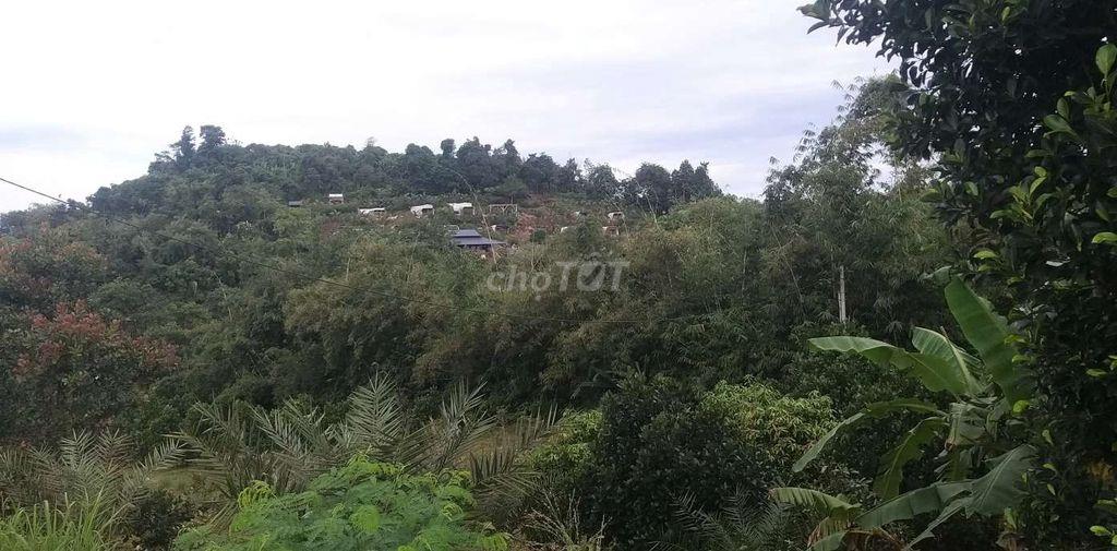 Đất cây lâu năm ngay nút lên cao tốc Dầu Giây thẳng vào 1km5