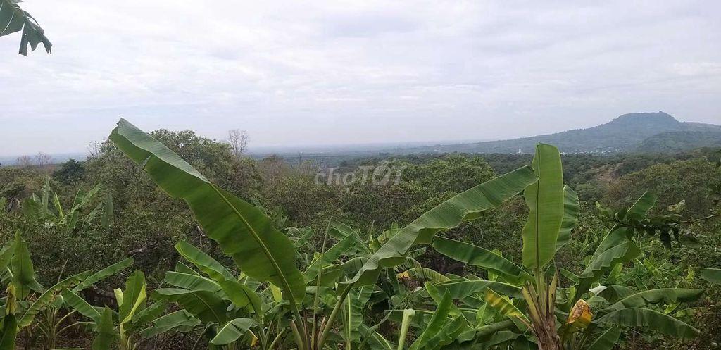 Đất cây lâu năm ngay nút lên cao tốc Dầu Giây thẳng vào 1km5