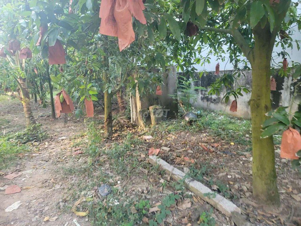 Nhà bán đất nền mặt tiền đường nối ĐT957, xã Khánh Bình, tỉnh An Giang