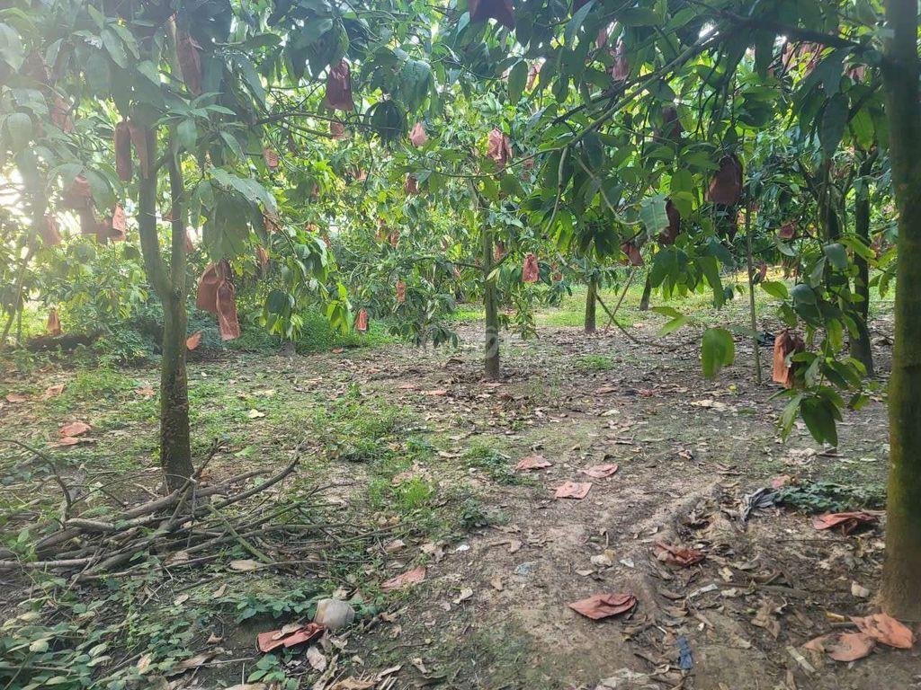 Nhà bán đất nền mặt tiền đường nối ĐT957, xã Khánh Bình, tỉnh An Giang