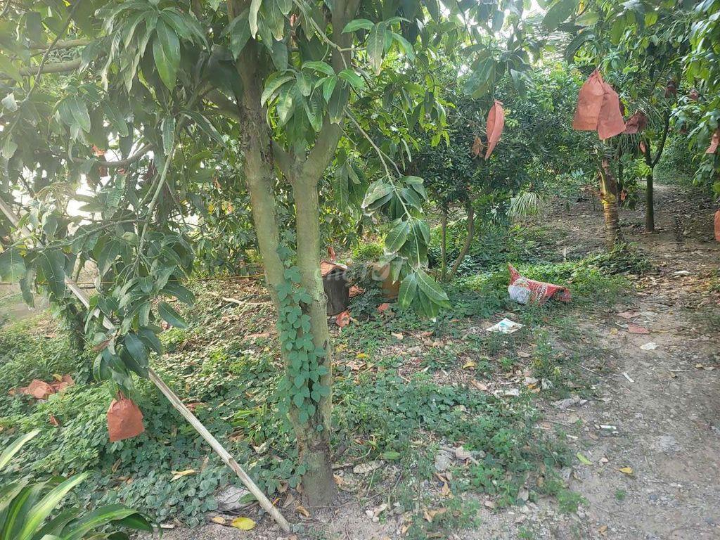 Nhà bán đất nền mặt tiền đường nối ĐT957, xã Khánh Bình, tỉnh An Giang