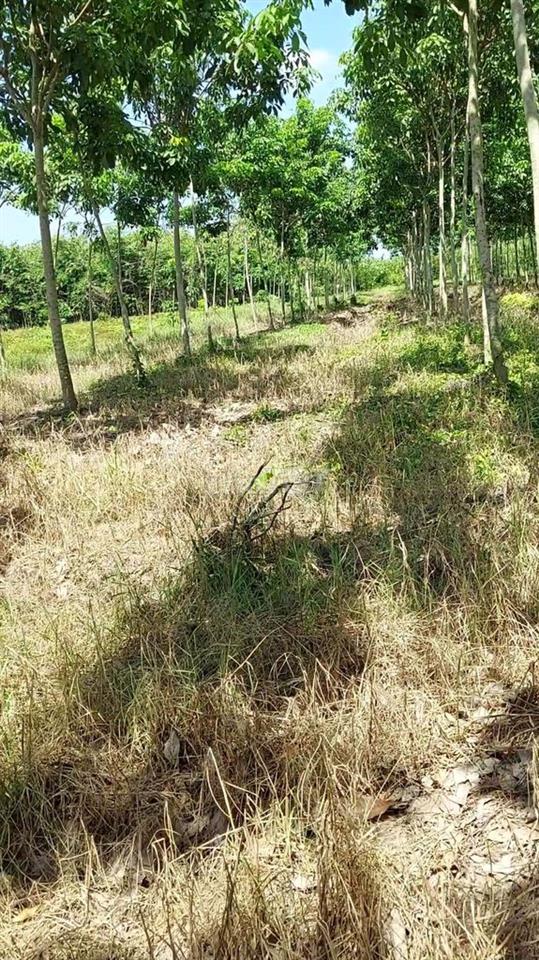 Mình có vài công đất kèm cây cao su ở lộc ninh dương minh châu