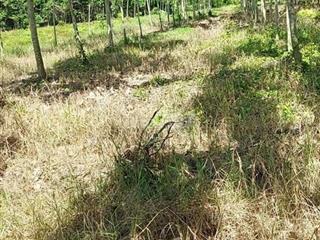 Mình có vài công đất kèm cây cao su ở lộc ninh dương minh châu