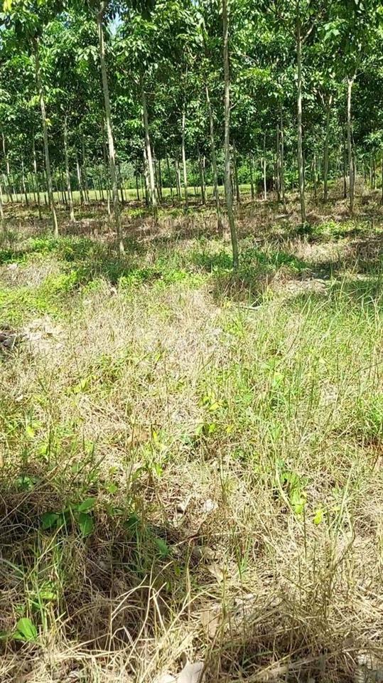 Mình có vài công đất kèm cây cao su ở lộc ninh dương minh châu