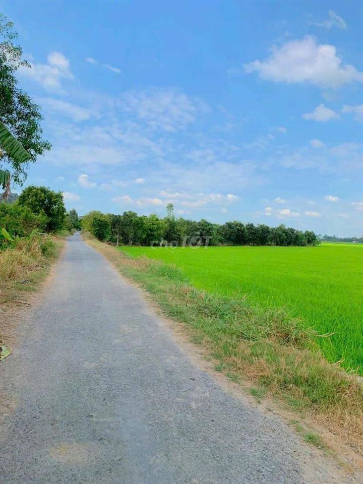 Đất ruộng cần bán