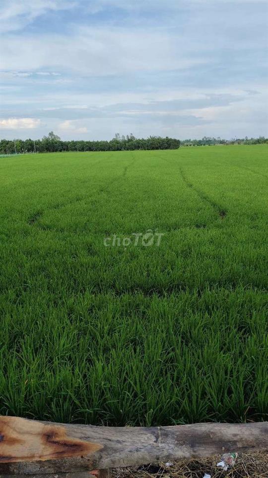 Đất ruộng cần bán
