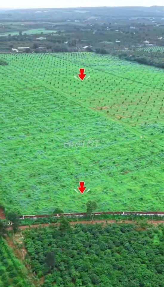 BÁN RẪY 18HA SẦU RIÊNG TẠI IA TÔR, GIA LAI - SỔ HỒNG, VƯỜN THU HOẠCH