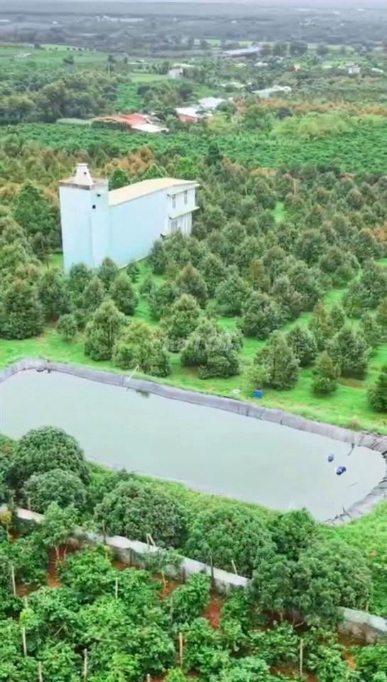 BÁN RẪY 18HA SẦU RIÊNG TẠI IA TÔR, GIA LAI - SỔ HỒNG, VƯỜN THU HOẠCH