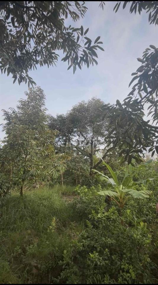 Bán đất ,Xuân Kiển , Hội Xuân 6.000m2 giá đầu tư