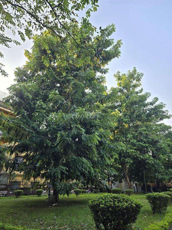 Cho thuê 20 Tràng Tiền