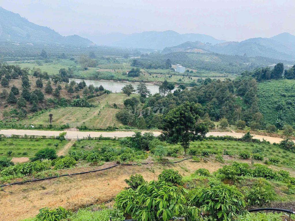 Vườn Cà Phê view đẹp săn mây, mặt tiền nhựa liên thông