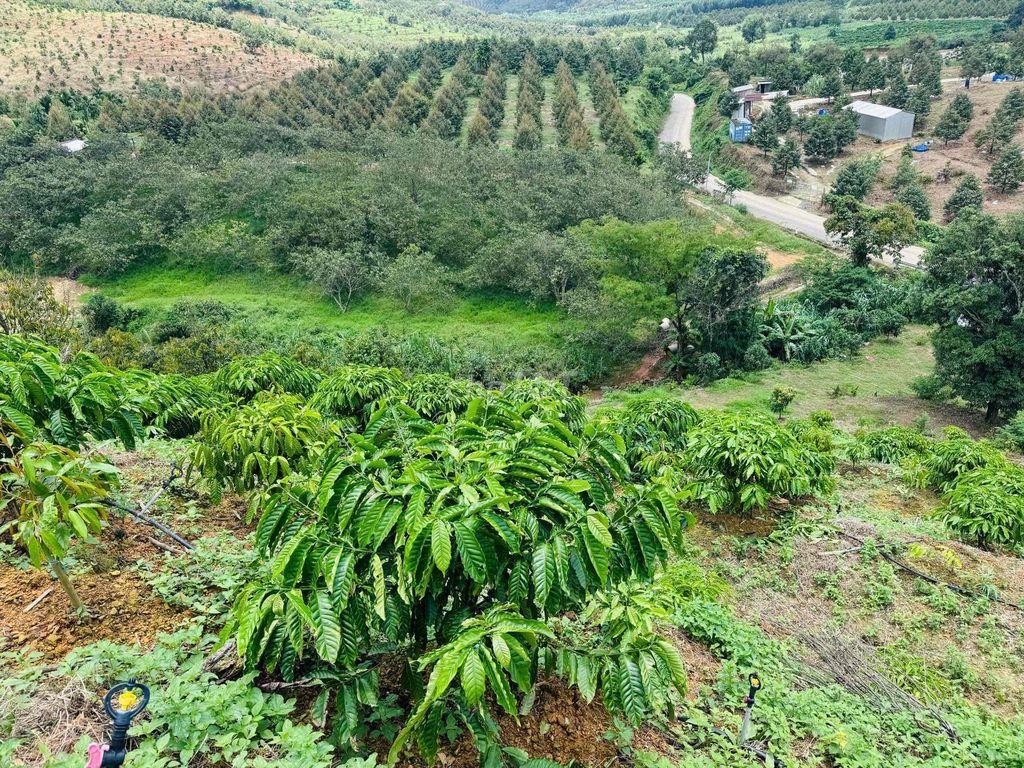 Vườn Cà Phê view đẹp săn mây, mặt tiền nhựa liên thông