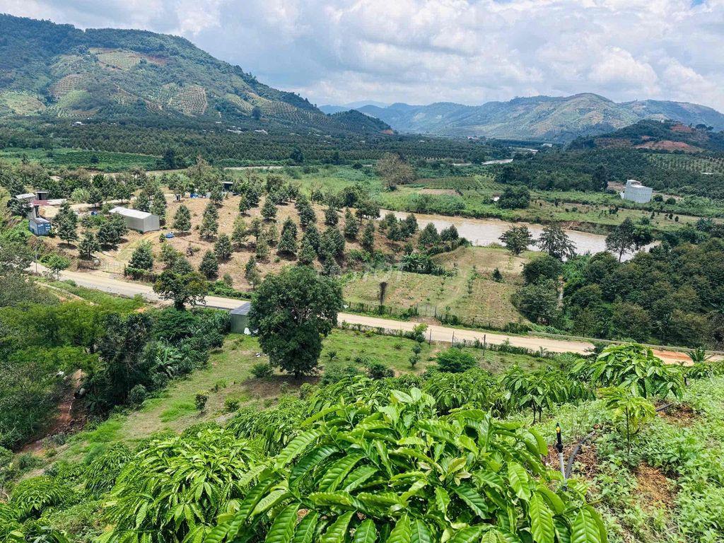 Vườn Cà Phê view đẹp săn mây, mặt tiền nhựa liên thông