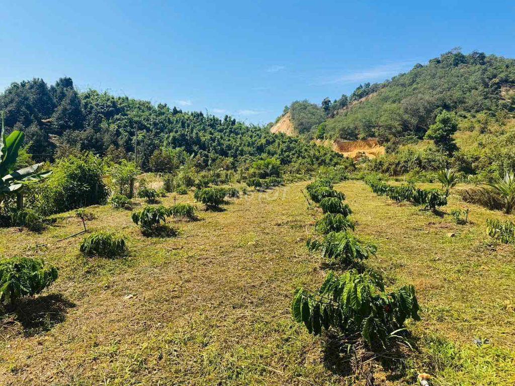 Vườn Cà Phê view đẹp săn mây, mặt tiền nhựa liên thông