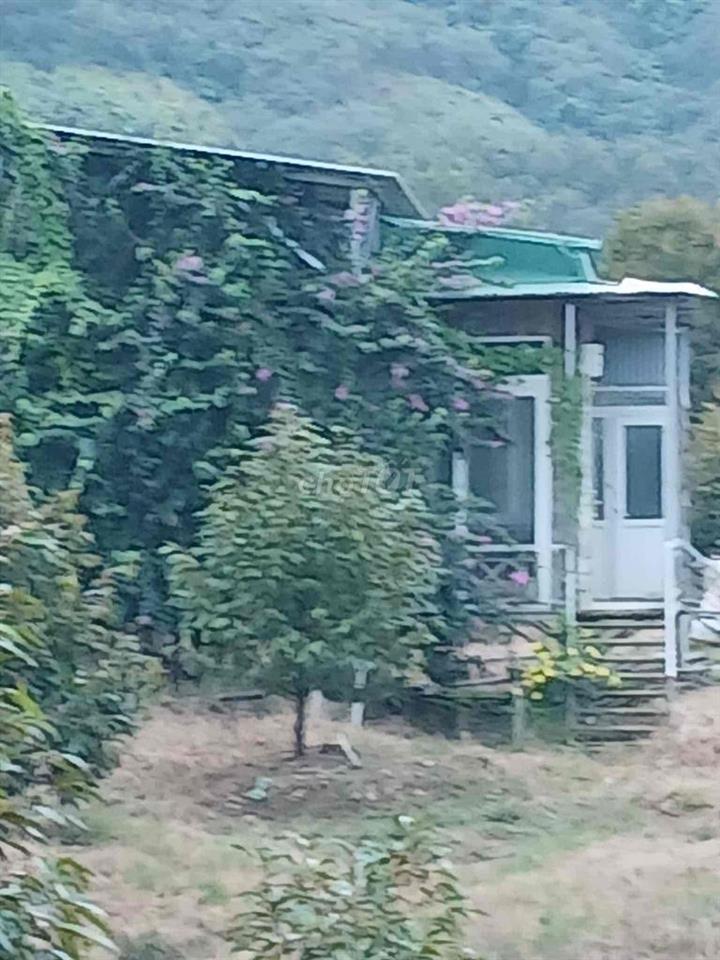 Hơn 1hecta sầu riêng giá ngộp