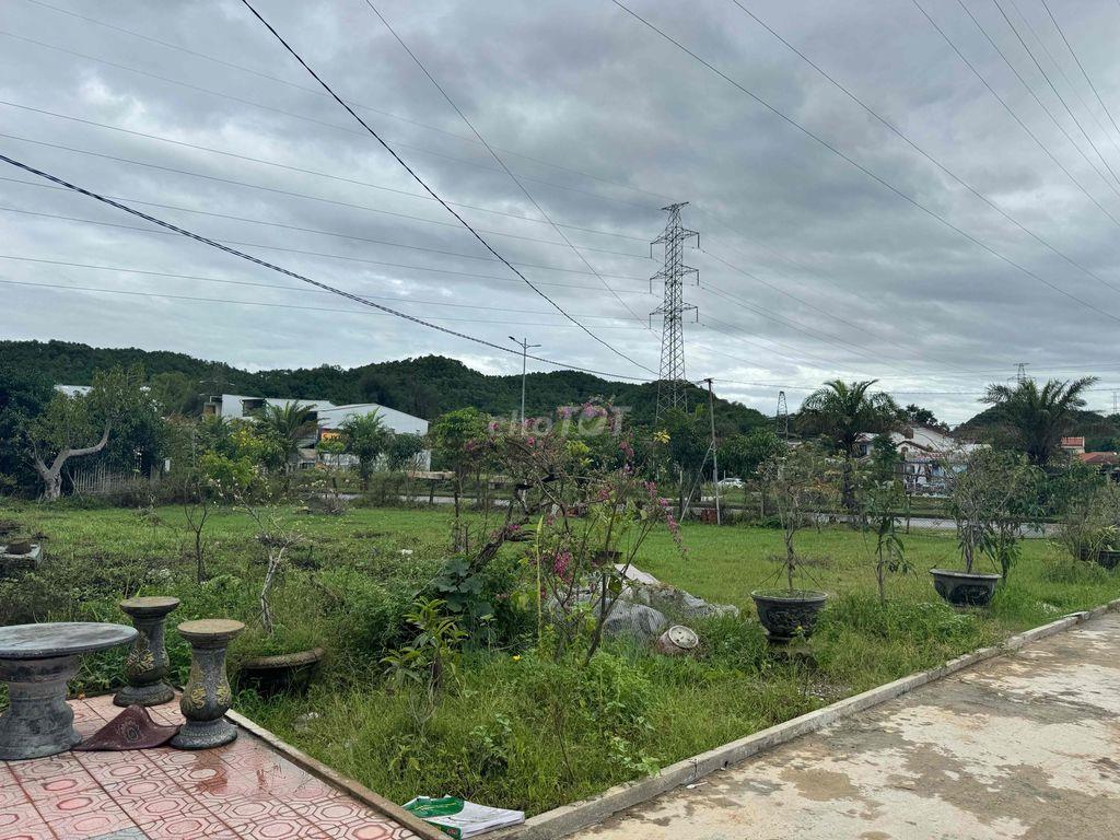 1 lô hoa hậu võ văn kiệt