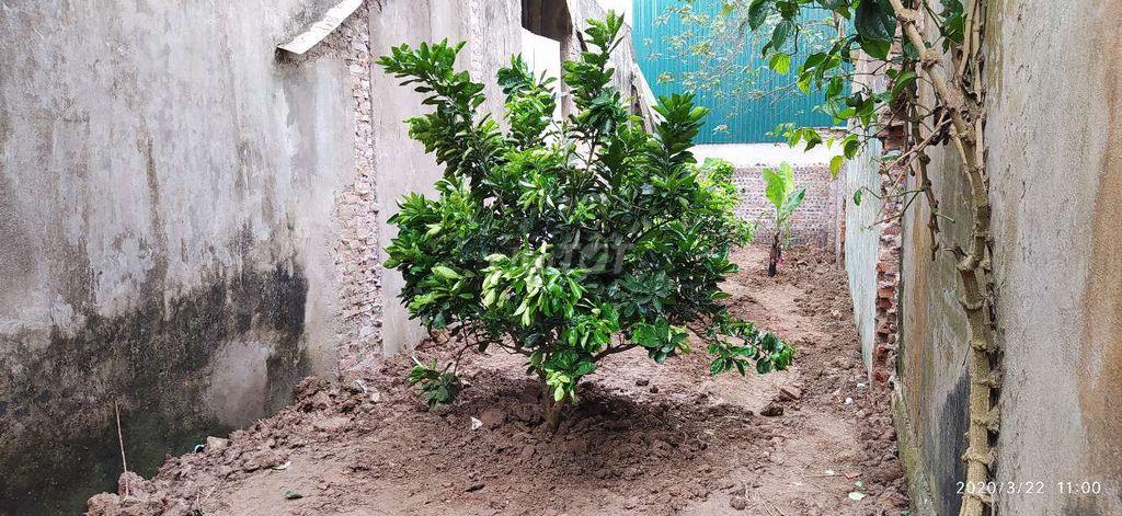 Bán đất tập thể Tam hưng