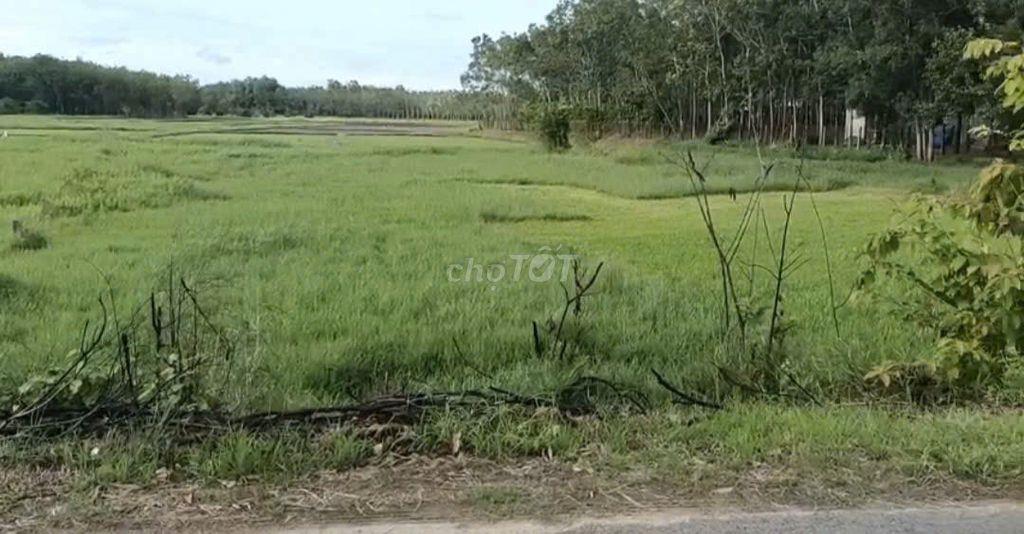 Bán đất giá rẻ