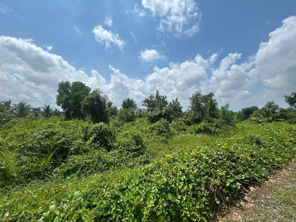 Đất nhà vườn xã Tân Hòa, Long An đẹp