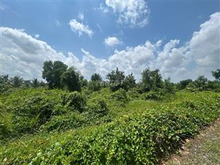 Đất nhà vườn xã Tân Hòa, Long An đẹp