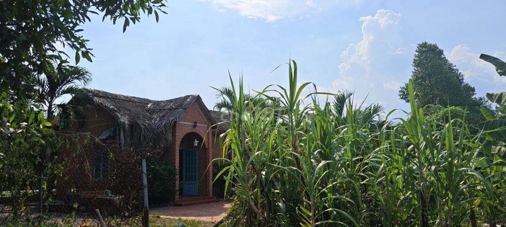 BÁN NHÀ VƯỜN 2.594M² – CÓ NHÀ 3 GIAN, HỒ BƠI, SÂN VƯỜN – TÂN HIỆP