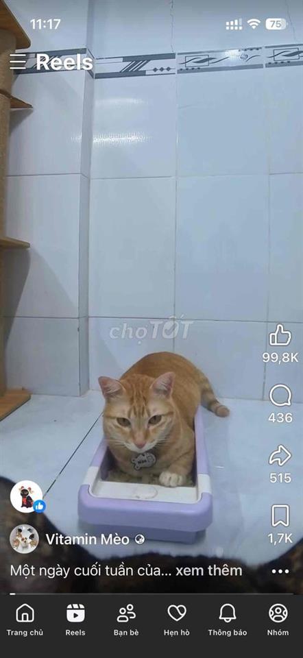 cần thuê