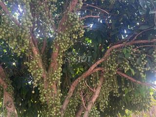 đất thổ cư gần chợ võ xu