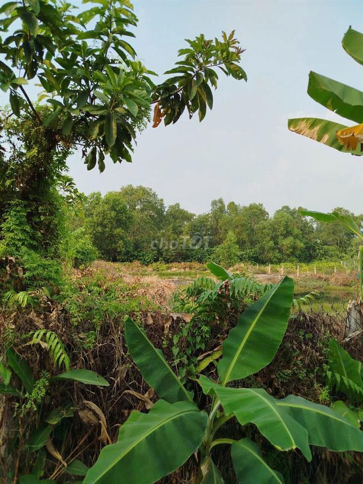Bán đất thổ vườn (CLN) Hồ Văn Tắng, Nguyễn Thị Lắng Xã Củ Chi.