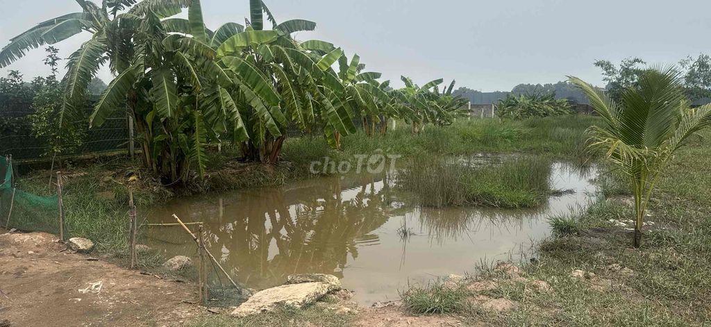 🌿 CHO THUÊ ĐẤT DIỆN TÍCH KHOẢNG 1.800M² – KHU VỰC HỒ VĂN TẮNG, CỦ CHI