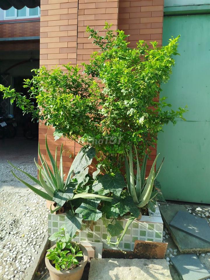 Phòng cho thuê độc thân, không hút thuốc, thích yên tĩnh.