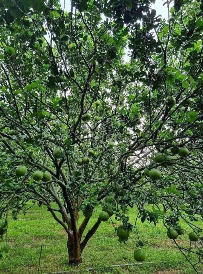 Chính chủ cần sang ngay lô đất 2000m2 , giá 350 triệu