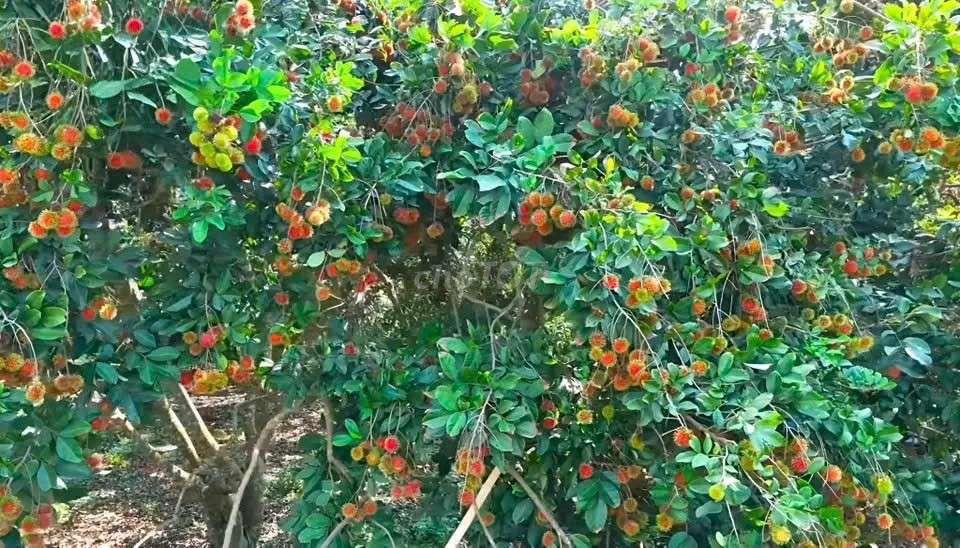 Cần sang ngay nhà vườn 1000m2 ,có thổ cư ở Bình Phước cũ,giá 355 triệu