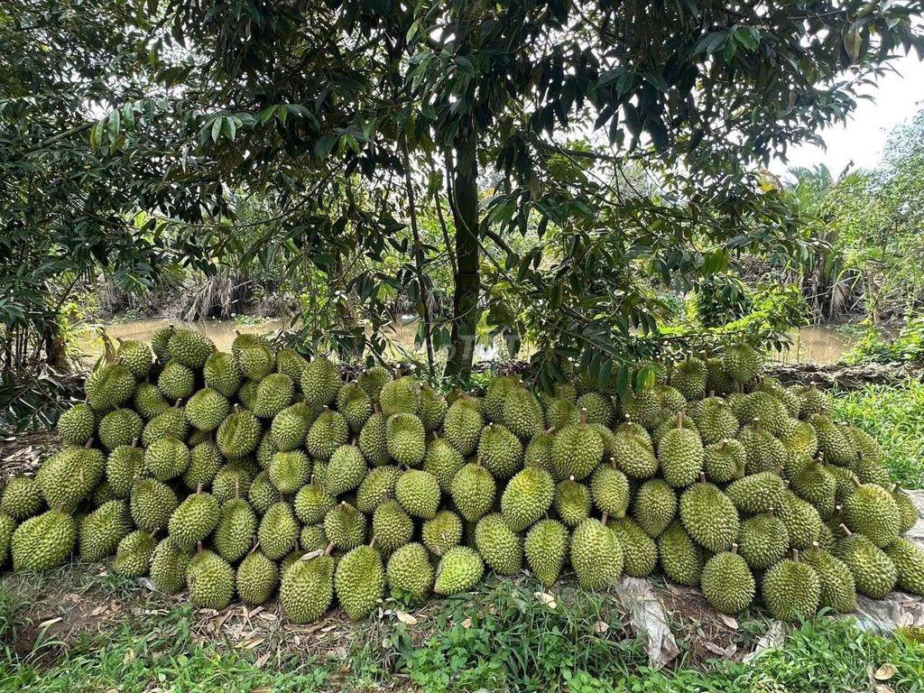 bán vườn sầu riêng giá tốt