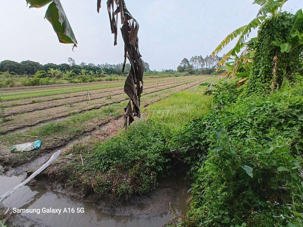 bán đất rẫy
