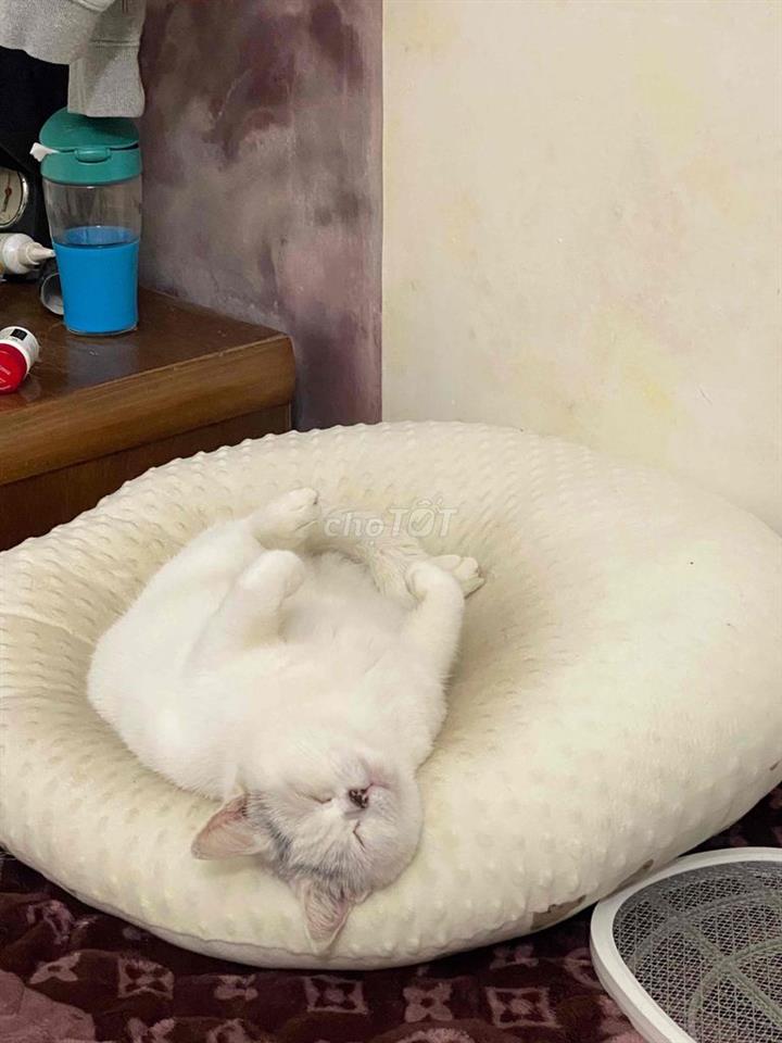 cho thuê mặt bằng kinh doanh