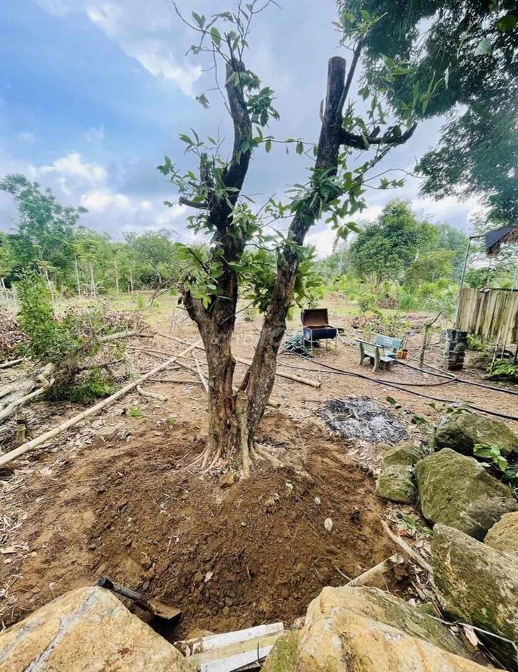 bán đất trồng cây lâu năm