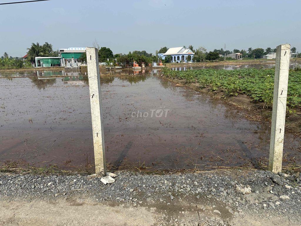 cần bán 1000m2 đất lúa