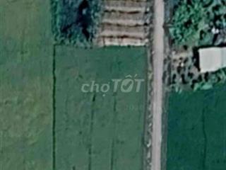 cần bán 1000m2 đất lúa