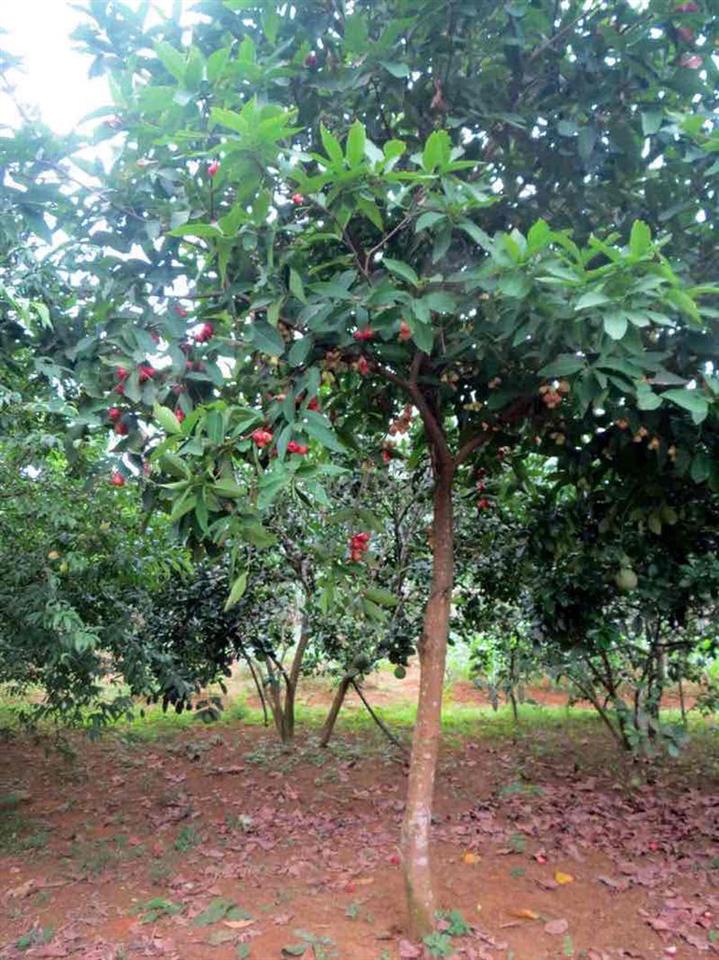 Nhà vườn 500m2 chỉ 200triệu