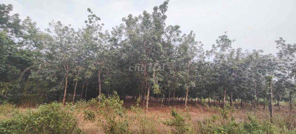 CHÍNH CHỦ BÁN ĐẤT CAO SU