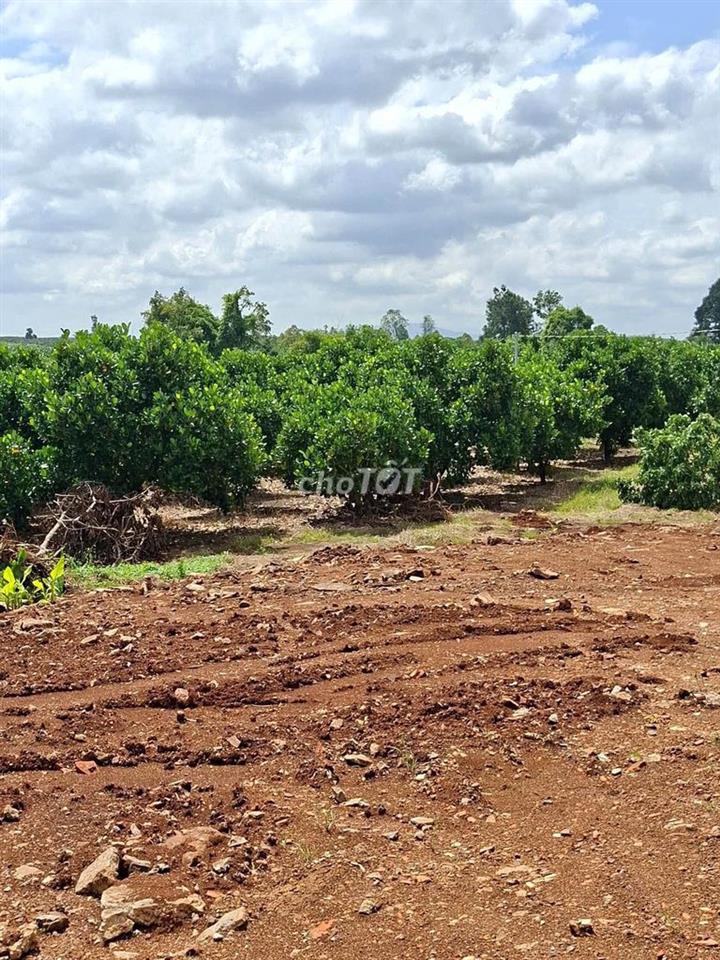 Bán đất 7500m2 Bình Lộc Đồng Nai mặt tiền đường nhựa bám suối