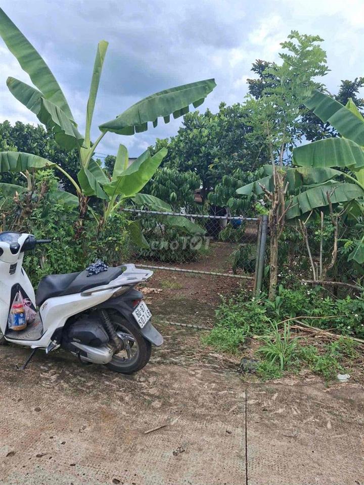 Bán gấp  vườn trái cây, view suối, ngay chợ Cây Me,Bình Lộc, Đồng Nai